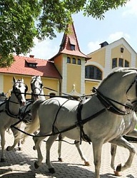 Moda Ślub Dekoracje ślubne - 1854917