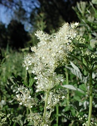 Ogród - 2165345