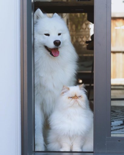 Kot i pies - duet idealny, który skradł serca internautów!