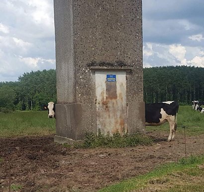 We Francji mają zupełnie inne krowy ;)