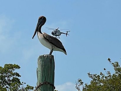 Na grzbiecie gigantycznego pelikana ląduje mały helikopter. Tak, jasne... Taka perspektywa i to wszystko.