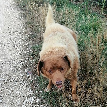 Bobi to portugalski pies, który zasłynął ze swojej długowieczności.